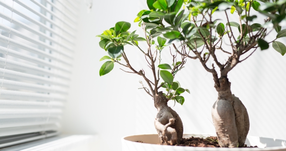 Briefe online versenden